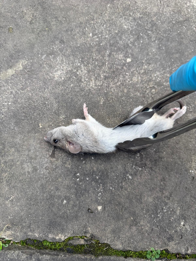 Dead rat held in removal tongs by a blue-gloved hand over concrete