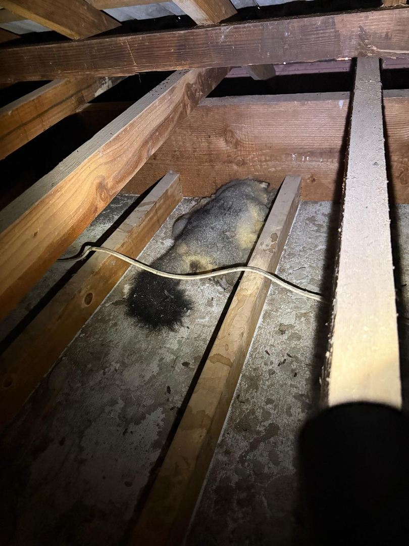 Dead possum lying between timber joists in a roof cavity